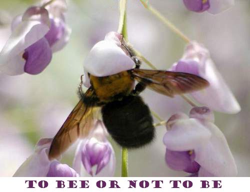 Click to enlarge Bee or not be
