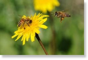 bees