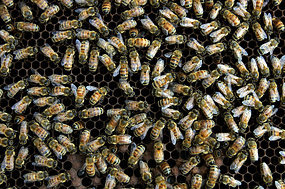 Honey Bees