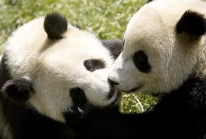 Pandas