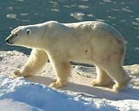 Polar Bear