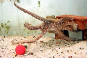 octopus