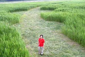 Crop circle Korea 3