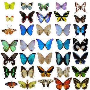butterflies