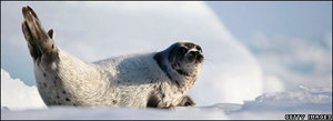 arctic seal