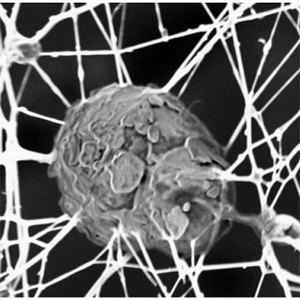 Click to enlarge nano cartilage