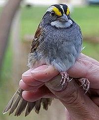 sparrow climate change