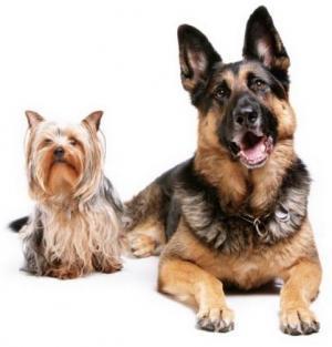 doggies