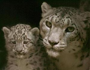 snow leopards