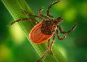 blacklegged tick