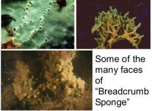 Breadcrumb Sponge