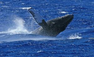 Humpback whale 