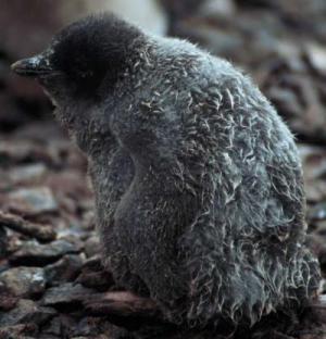 Adélie penguin 