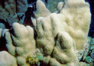 reef-building corals