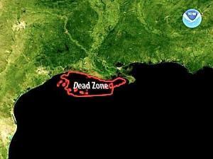 dead zone in the Gulf of Mexico