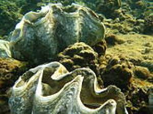 giant clam