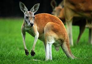 kangaroo