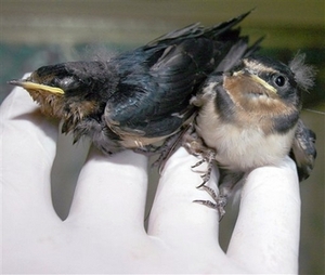 conjoined barn swallows