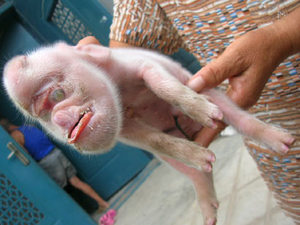 Piglet Monkey
