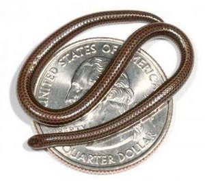 smallest snake