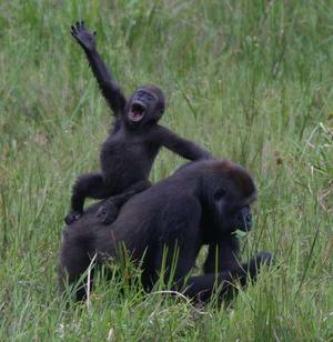 Western lowlands gorillas.