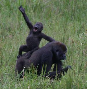 Western lowlands gorillas.