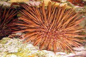 The Australian sea urchin 