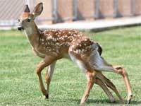 Six-legged deer