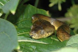brown tree snake slithers on Guam
