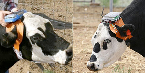 Cows with headsets