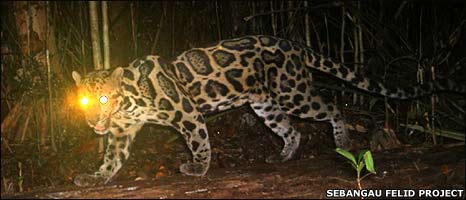 Camera spots rare clouded leopard -- Earth Changes -- Sott.net