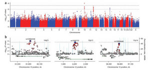 bibolar gene hunting