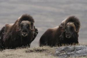 muskoxen