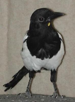 Magpie