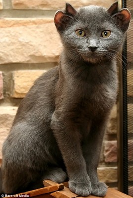 yoda the cat