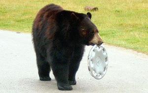 bear