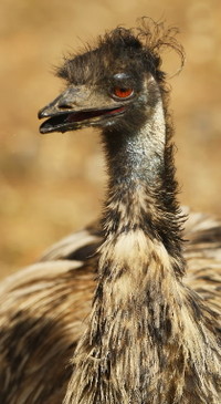 Emu