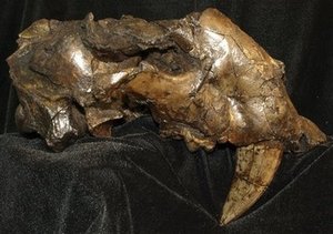 saber-toothed tiger skull