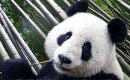 panda