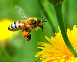 european-honey-bee
