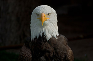 bald eagle