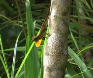 opal-bellied anole 