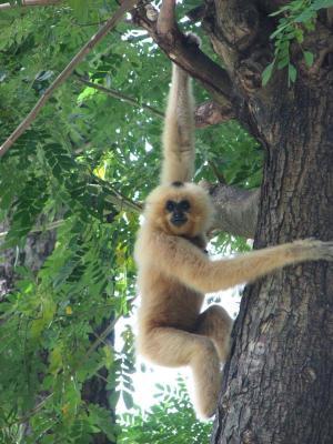 Yellow-cheeked crested gibbon