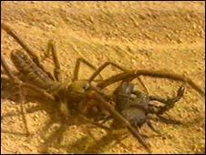 camel spider