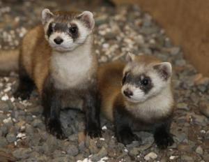 black-footed ferret 