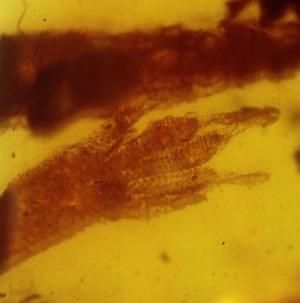 amber fossil 