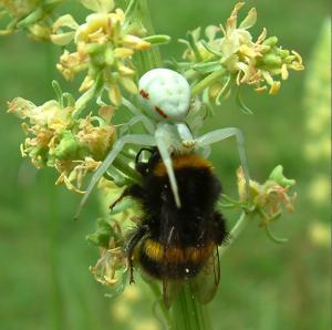 Spider attacking a foraging bumblebee