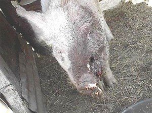 Mutilated pig I
