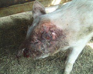 Mutilated pig II