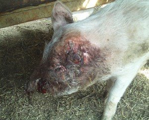 Click to enlarge Mutilated pig II